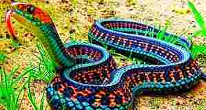 Valmiki Tiger Reserve: Rare snake found in VTR, which changes color like a chameleon, know its scientific name